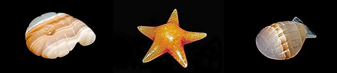 Enedina - Art & More